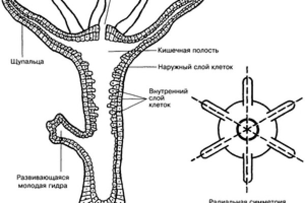 Ссылка на кракен в тор браузере kr2web in